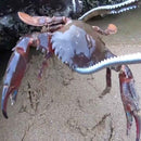 Crab Tongs Loach Tongs Sea Tool, Model: 30cm Straight Clip
