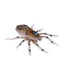 2 PCS Outdoor Fishing Bionic Bait For All-Water Web Spider Bait(1)