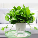 5 PCS Transparent Plastic Double-Layer Water Storage Automatic Water-Absorbing Flowerpot, Size: A705 Caliber 10.5cm(White Transparent Basin)