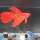 3 PCS Night Light Simulation Fish Tank Decorations Environmentally Friendly Silicone Colorful Fish(4 Blue Goldfish)