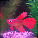 3 PCS Night Light Simulation Fish Tank Decorations Environmentally Friendly Silicone Colorful Fish(4 Blue Goldfish)
