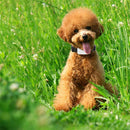 TK911 Pet Waterproof GPS Tracker