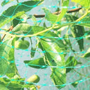 4Mx15M Anti Bird Protection Net Mesh Garden Plant Netting Protect Plants and Fruit