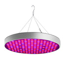 YWXLight 50W 250 LEDs Bulb Red + Blue Spectrum Hydroponics LED Indoor Plant Growth Light, EU Plug