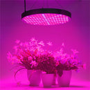 YWXLight 50W 250 LEDs Bulb Red + Blue Spectrum Hydroponics LED Indoor Plant Growth Light, EU Plug