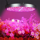 YWXLight 50W 250 LEDs Bulb Red + Blue Spectrum Hydroponics LED Indoor Plant Growth Light, EU Plug