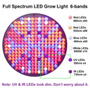 YWXLight 50W 250 LEDs Bulb Red + Blue Spectrum Hydroponics LED Indoor Plant Growth Light, EU Plug