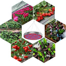 YWXLight 50W 250 LEDs Bulb Red + Blue Spectrum Hydroponics LED Indoor Plant Growth Light, EU Plug