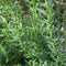 Egrow 100 Pcs/Pack Hyssop Grass Seeds Hyssop Grass Flower Blue Flower Hyssop Home Garden Decoration