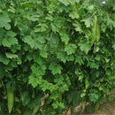 Egrow 20pcs/Bag Bitter Melon Seeds Long Balsam Pear Seeds Summer Terrace Potted Vegetables Seeds