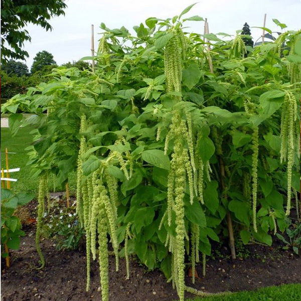 Egrow 200Pcs/Pack Amaranthus Seeds Garden Home Coral Fountain Decoration Plants Flowers Seeds