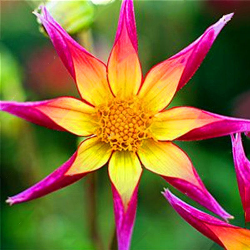Egrow 10 Pcs/Pack Dahlia Seeds Dahlia Bulbs Exotic Rare Plants Bonsai Perennial Flower Bulbs Garden