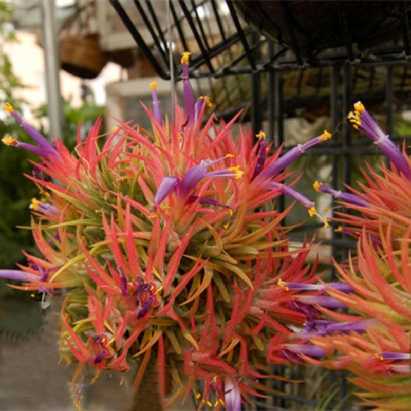 Egrow 100Pcs/Pack Tillandsia Seeds Bonsai Potted Flower Bonsai Purple Chinese Rare Bonsai Decoration For Home and Garden