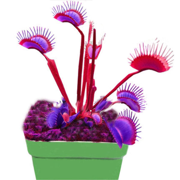Egrow 100 Pcs/Pack Flycatcher Seeds Giant Clip Venus Flytrap Potted Bonsai