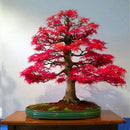 Egrow 50PCS/Pack Maple Seeds Canada Mini Red Maple Bonsai Garden DIY Bonsai Maple Tree Plant