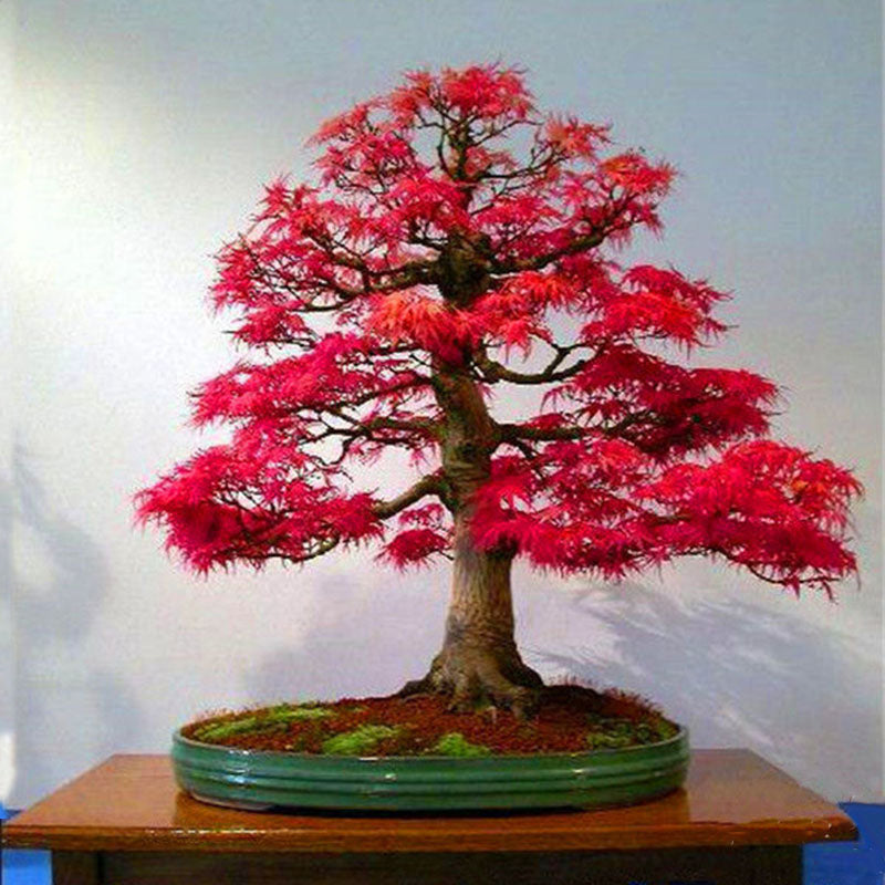 Egrow 50PCS/Pack Maple Seeds Canada Mini Red Maple Bonsai Garden DIY Bonsai Maple Tree Plant