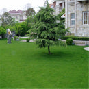 Egrow 500 Pcs/Pack Cynodon Dactylon Grass Seeds Cynodon Dactylon Grass Semente Plant Garden Lawn Grass Cynodon