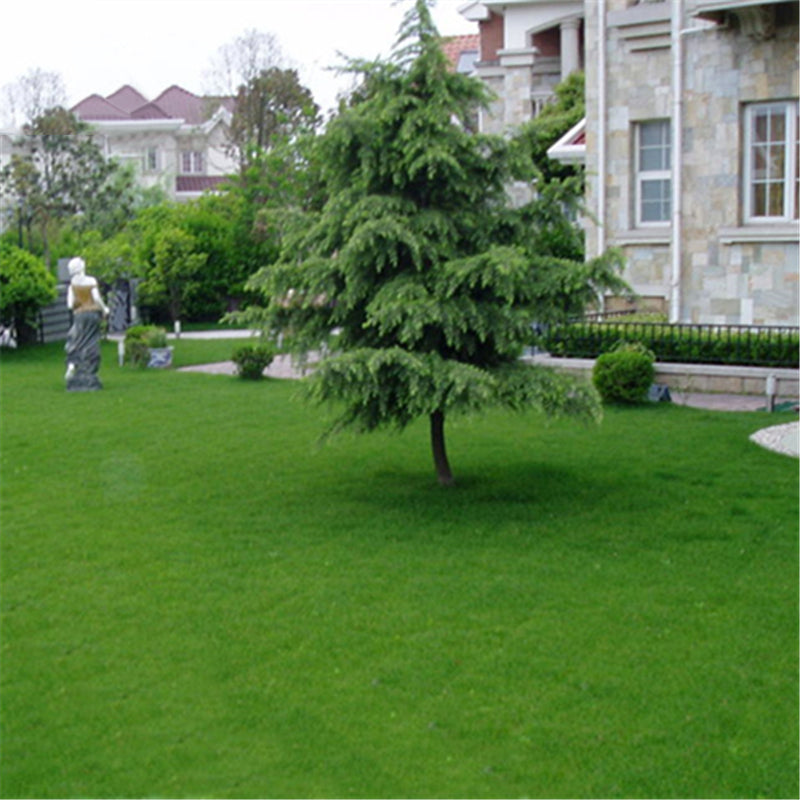 Egrow 500 Pcs/Pack Cynodon Dactylon Grass Seeds Cynodon Dactylon Grass Semente Plant Garden Lawn Grass Cynodon