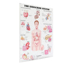 60x80cm The Endocrine System Poster Anatomical Chart Woman Body Educational Medical