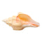 Large 17-20cm Natural Conch Shells Coral Sea Snail Fish Tank Home Ornament Decorations