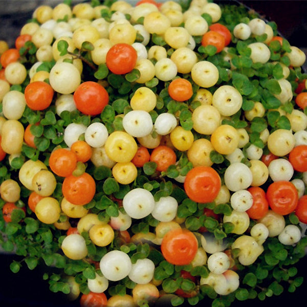 Egrow 100pcs/Bag Lamp Beads Grass Seeds Flower Seeds Garden Bonsai Plant for Home Garden Plants