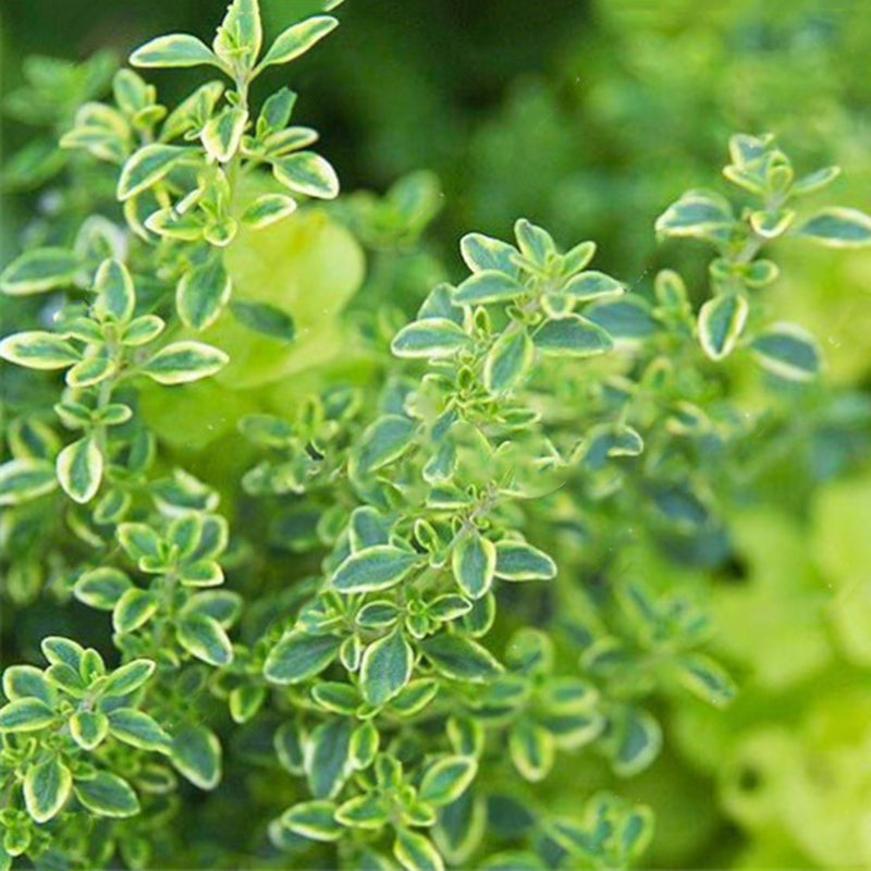 Egrow 200Pcs/Pack Thyme Seeds Green Lemon Thyme Grass Bonsai Herb Garden Plant Vegetable Bonsais Thymus Citriodorus Mosquito Repelling Creeping