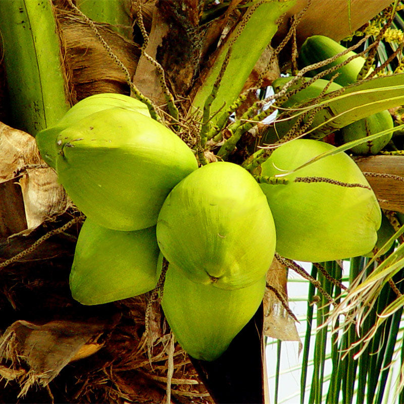 Egrow 10Pcs/Bag Coconut Tree Seeds Perennial Bonsai Juicy Fruit Plants for Home and Garden Planting