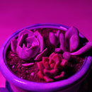 25cm 5W 36 LED Dimmable 9 White 18 Red 9 Blue Grow Light Table Lamp for Indoor Plant DC5V