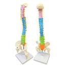 45cm Colorful Vertebral Column Human Spine Anatomical Model Skeleton Medical Science Education