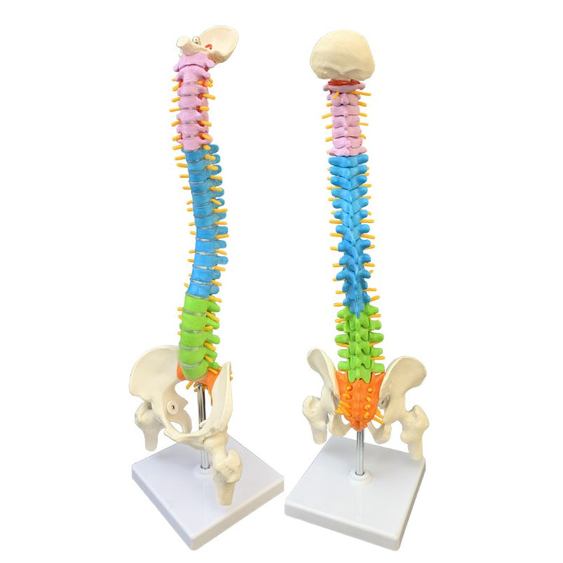45cm Colorful Vertebral Column Human Spine Anatomical Model Skeleton Medical Science Education