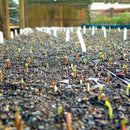 Egrow 5PC/Pack Rose Seeds Real Adenium Obesum Flores Desert Rose Flower Plantas Home Garden Bonsai Succulent Plants