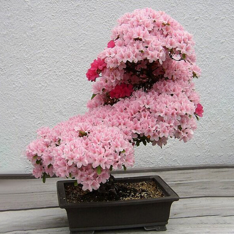 Egrow 10Pcs Sakura Flower Seeds Pink Cherry Blossom Tree Bonsai Plants Garden Rare Perennial