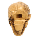 9cm Human Anatomical Anatomy Skull Head Muscle Bone Medical Model Home Decor