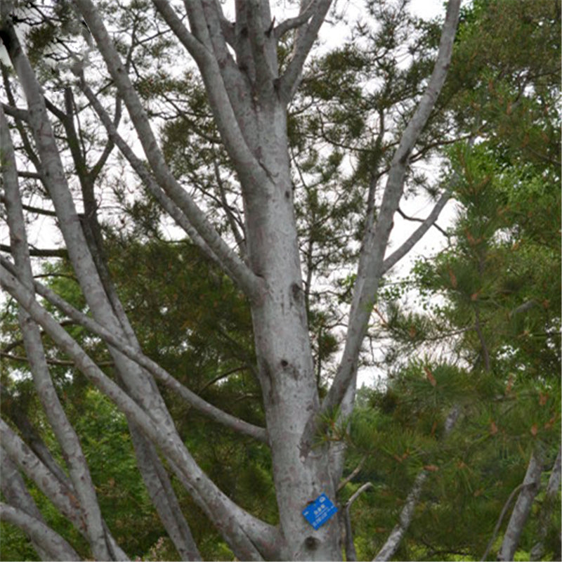 Egrow 30 Pcs/Pack Pinus Bungeana Tree Seeds Pinus Bungeana Tree Semente Plant White Pine