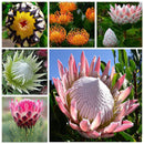 Egrow 50 Pcs/Pack Protea Seeds Rare Protea Cynaroides Bonsai Easy Planting Rare Bonsai Flower Bonsai Rare Flower