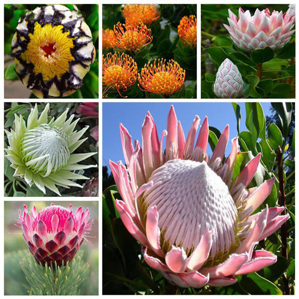 Egrow 50 Pcs/Pack Protea Seeds Rare Protea Cynaroides Bonsai Easy Planting Rare Bonsai Flower Bonsai Rare Flower