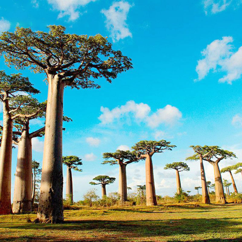 Egrow 5Pcs/Bag Adansonia Digitata Baobab Tree Seeds Rare Baobab Seeds Tropical Plant Garden Seeds