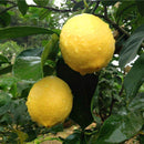 Egrow 20 Pcs/Pack Edible Yellow Lemon Seed Citrus Bonsai Home Garden Fresh Lemon Fruit Tree Seeds