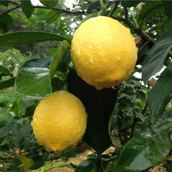 Egrow 20 Pcs/Pack Edible Yellow Lemon Seed Citrus Bonsai Home Garden Fresh Lemon Fruit Tree Seeds