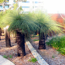 Egrow 100Pcs/Pack Grass Tree Seeds Rare Grass Tree Bonsai Pot Plant For Home And Garden Easy Grow Ornamental Plant