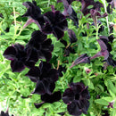 Egrow 100Pcs Black Petunia Seeds Rare Bonsai Flower Seeds Annual Bonsai Petunia
