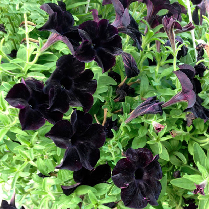 Egrow 100Pcs Black Petunia Seeds Rare Bonsai Flower Seeds Annual Bonsai Petunia