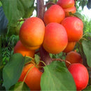 Egrow 2Pcs/Pack Apricot Tree Seeds Garden Orchard Green Plants Edible Fruit Tree Seeds