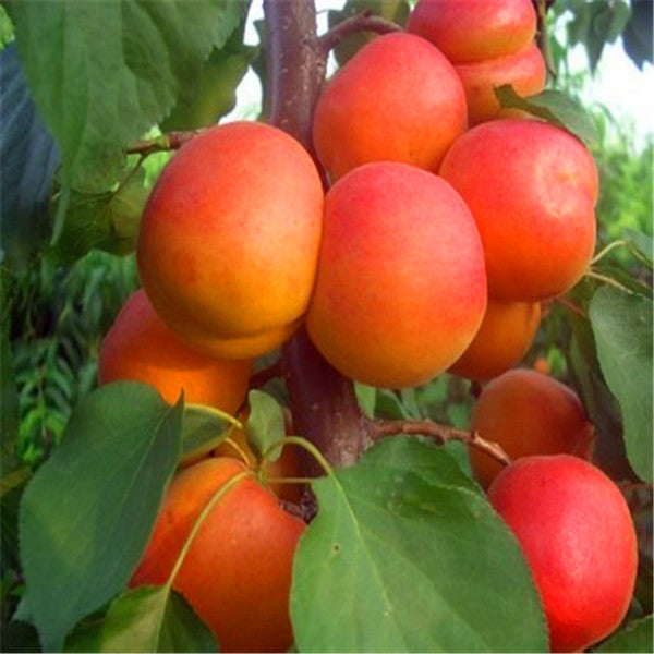 Egrow 2Pcs/Pack Apricot Tree Seeds Garden Orchard Green Plants Edible Fruit Tree Seeds