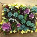 Egrow 100 pcs Mixed Lithops Seeds Rare Mini Succulent Stone Bonsai Pseudotruncatella Flowers