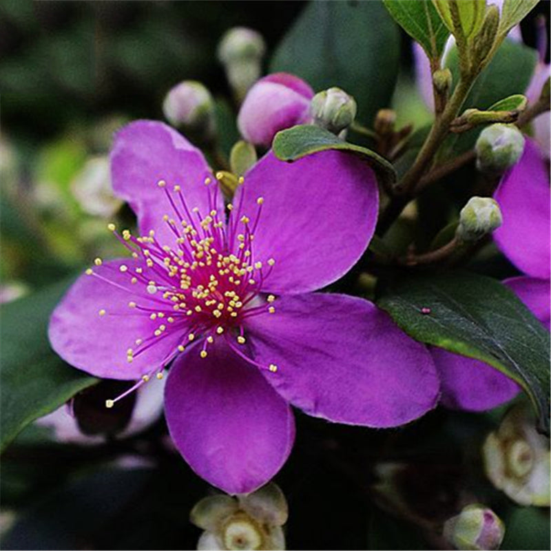 Egrow 50 Pcs/Pack Rhodomyrtus Tomentosa Seeds Rhodomyrtus Tomentosa Tree Semente Plant Rhodomyrtus Tomentosa