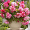 100Pcs Pink Begonia Flower Seeds Magic Garden Bonsai Flower Seeds Home Yard