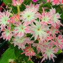 Egrow 50Pcs/Pack Phlox Flower Seeds Garden Courtyard Bonsai Potted DIY Plants Flower Seeds