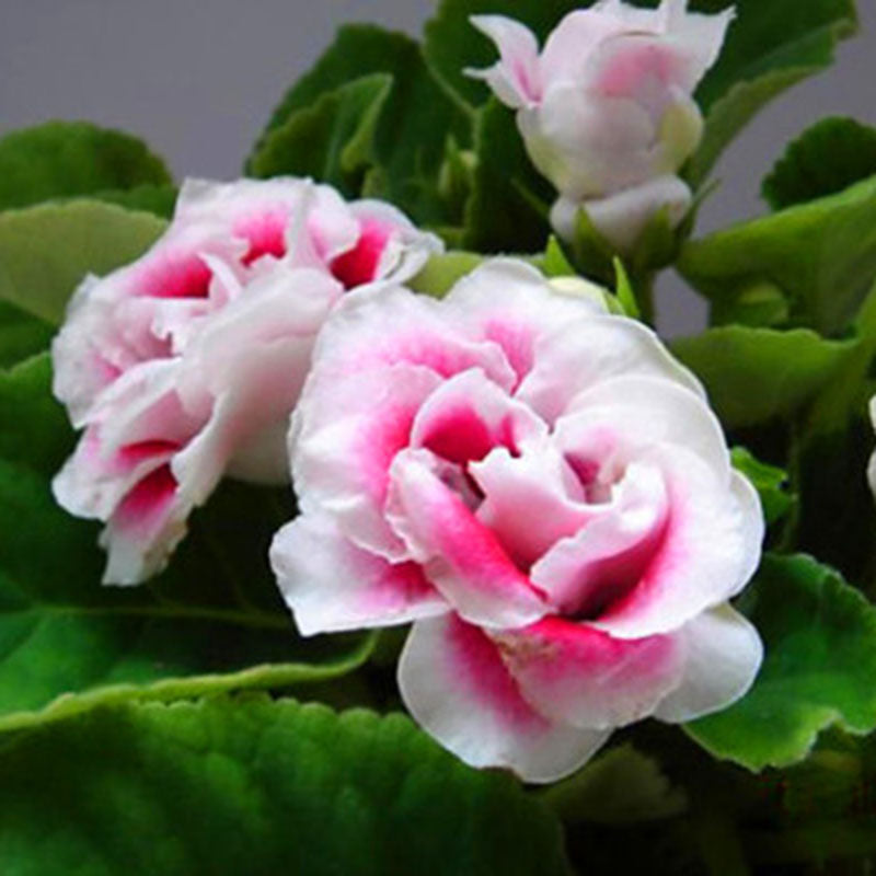 Egrow 100PCS/Pack Gloxinia Seeds 9 Colors Gloxinia Garden Perennial Flowering Plants Sinningia Speciosa Bonsai