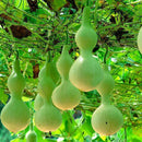 Egrow 20pcs/Bag Bottle Gourd Seeds Annual Garden Beautiful Decorative Plant Seeds Vegetable Seeds
